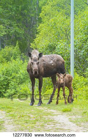 Cow and calf moose along on a trail in Kincaid Park, Southcentral Alaska, summer View Large Photo Image Stock Image - Cow and calf moose along on a trail in Kincaid Park, Southcentral Alaska, summer. Fotosearch