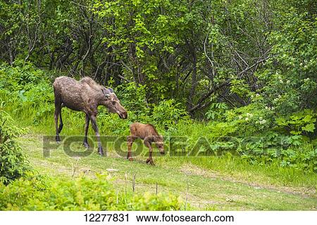 Stock Image - Cow and calf moose along on a trail in Kincaid Park, Southcentral Alaska, summer. Fotosearch