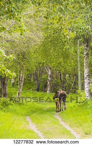 Stock Image - Cow and calf moose along on a trail in Kincaid Park, Southcentral Alaska, summer. Fotosearch