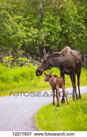 Stock Photo - Cow and calf moose along on a trail in Kincaid Park, Southcentral Alaska, summer. Fotosearch