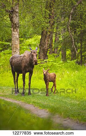 Cow and calf moose along on a trail in Kincaid Park, Southcentral Alaska, summer View Large Photo Image Stock Photography - Cow and calf moose along on a trail in Kincaid Park, Southcentral Alaska, summer. Fotosearch