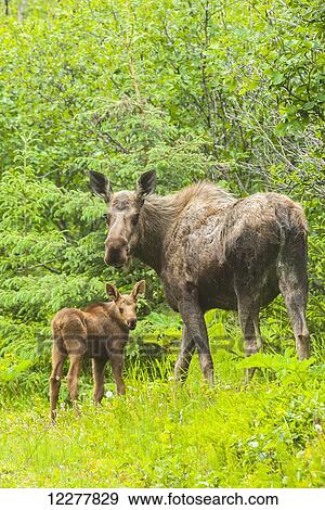 Cow and calf moose on a trail within Kincaid Park, Southcentral Alaska, summer View Large Photo Image Stock Photo - Cow and calf moose on a trail within Kincaid Park, Southcentral Alaska, summer. Fotosearch