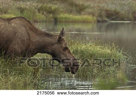 Cow Moose Wades Into A Kettle Pond To Feed On The Aquatic Grasses In Early Morning, Denali National Park & Preserve, Interior Alaska, Autumn View Large Photo Image Stock Photograph - Cow Moose Wades Into A Kettle Pond To Feed On The Aquatic Grasses In Early Morning, Denali National Park & Preserve, Interior Alaska, Autumn. Fotosearch