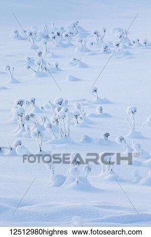 Cow parsnip (Heracleum maximum) sticking out above the snow after a fresh snowfall, Turnagain Pass, Kenai Peninsula, South-central Alaska; Alaska, United States of America View Large Photo Image Stock Photograph - Cow parsnip (Heracleum maximum) sticking out above the snow after a fresh snowfall, Turnagain Pass, Kenai Peninsula, South-central Alaska; Alaska, United States of America. Fotosearch