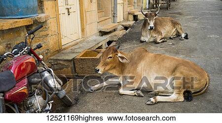 Stock Photograph - Cows laying on the side of the road outside of residential doorways and a parked motorcycle; Jaisalmer, Rajasthan, India. Fotosearch