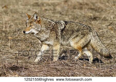 Stock Photograph - Coyote (Canis latrans) hunting in Yosemite Valley, Yosemite National Park; California, United States of America. Fotosearch