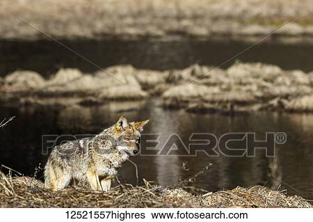 Coyote (Canis latrans) hunting in Yosemite Valley, Yosemite National Park; California, United States of America View Large Photo Image Stock Photograph - Coyote (Canis latrans) hunting in Yosemite Valley, Yosemite National Park; California, United States of America. Fotosearch