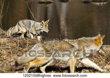 Stock Photograph - Coyote (Canis latrans) hunting in Yosemite Valley, Yosemite National Park; California, United States of America. Fotosearch