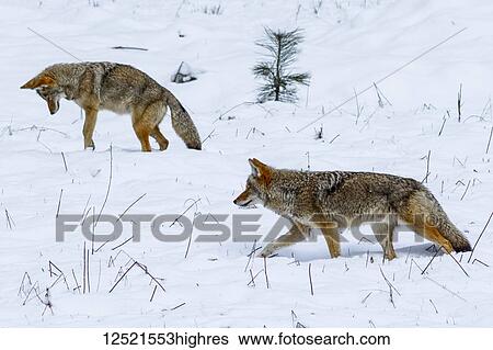 Coyote (Canis latrans) hunting in the snow in Yosemite Valley, Yosemite National Park; California, United States of America View Large Photo Image Stock Photograph - Coyote (Canis latrans) hunting in the snow in Yosemite Valley, Yosemite National Park; California, United States of America. Fotosearch
