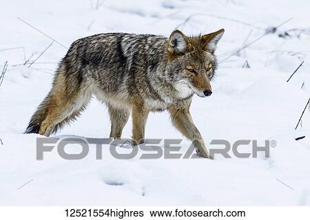 Coyote (Canis latrans) hunting in the snow in Yosemite Valley, Yosemite National Park; California, United States of America View Large Photo Image Stock Photograph - Coyote (Canis latrans) hunting in the snow in Yosemite Valley, Yosemite National Park; California, United States of America. Fotosearch
