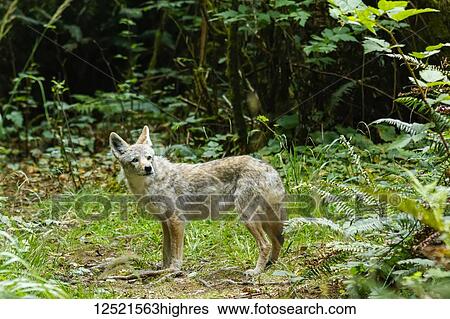 Coyote (Canis latrans) standing in the ferns; Charleston, Oregon, United States of America View Large Photo Image Stock Photograph - Coyote (Canis latrans) standing in the ferns; Charleston, Oregon, United States of America. Fotosearch