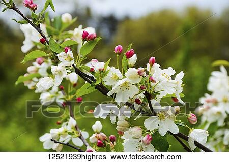 Crabapple tree blossoming; New York, United States of America View Large Photo Image Stock Photograph - Crabapple tree blossoming; New York, United States of America. Fotosearch