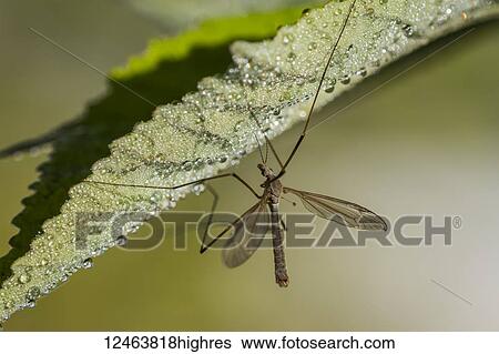 Stock Photograph - Crane Fly (Tipulidae) hangs from a leaf in a garden; Astoria, Oregon, United States of America. Fotosearch