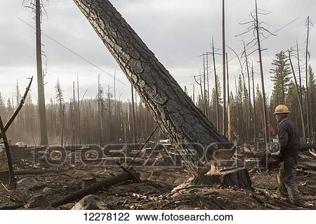 Crook Logging, based in Groveland, California, removing trees damaged during the Rim Fire in the Stanislaus National Forest along Evergreen Road near Yosemite National Park; Groveland, California, United States of America View Large Photo Image Stock Image - Crook Logging, based in Groveland, California, removing trees damaged during the Rim Fire in the Stanislaus National Forest along Evergreen Road near Yosemite National Park; Groveland, California, United States of America. Fotosearch