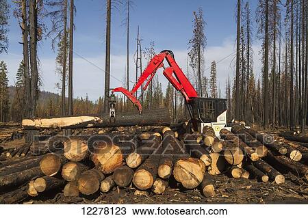 Crook Logging, based in Groveland, California, remove trees damaged during the Rim Fire in the Stanislaus National Forest along Evergreen Road, near Yosemite National Park; California, United States of America View Large Photo Image Stock Image - Crook Logging, based in Groveland, California, remove trees damaged during the Rim Fire in the Stanislaus National Forest along Evergreen Road, near Yosemite National Park; California, United States of America. Fotosearch