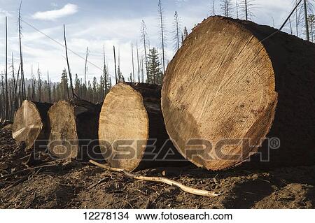 Crook Logging, remove trees damaged during the Rim Fire in the Stanislaus National Forest along Evergreen Road near Yosemite National Park; Groveland, California, United States of America View Large Photo Image Picture - Crook Logging, remove trees damaged during the Rim Fire in the Stanislaus National Forest along Evergreen Road near Yosemite National Park; Groveland, California, United States of America. Fotosearch