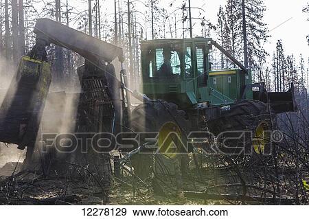 Crook Logging, remove trees damaged during the Rim Fire in the Stanislaus National Forest along Evergreen Road near Yosemite National Park; Groveland, California, United States of America View Large Photo Image Stock Photo - Crook Logging, remove trees damaged during the Rim Fire in the Stanislaus National Forest along Evergreen Road near Yosemite National Park; Groveland, California, United States of America. Fotosearch