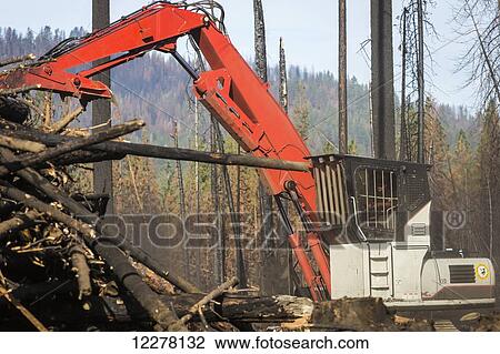 Crook Logging, remove trees that were damaged during the Rim Fire in the Stanislaus National Forest along Evergreen Road near Yosemite National Park; Groveland, California, United States of America View Large Photo Image Stock Image - Crook Logging, remove trees that were damaged during the Rim Fire in the Stanislaus National Forest along Evergreen Road near Yosemite National Park; Groveland, California, United States of America. Fotosearch