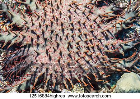 Stock Photograph - Crown-of-Thorns Starfish (Acanthaster planci) photographed while scuba diving along the Kona Coast; Island of Hawaii, Hawaii, United States of America. Fotosearch