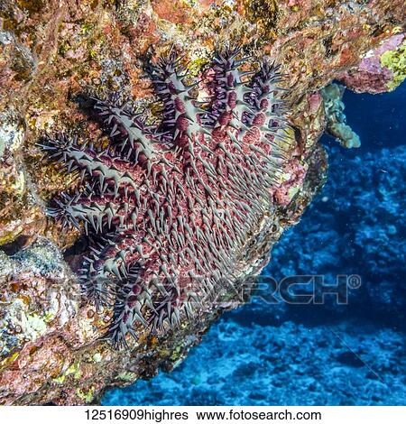 Stock Photograph - Crown-of-Thorns Starfish (Acanthaster planci) resting near the entrance to a lava tube off the Kona coast; Island of Hawaii, Hawaii, United States of America. Fotosearch