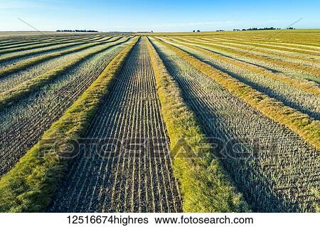 Cut canola harvest lines with blue sky; Blackie, Alberta, Canada View Large Photo Image Stock Photograph - Cut canola harvest lines with blue sky; Blackie, Alberta, Canada. Fotosearch
