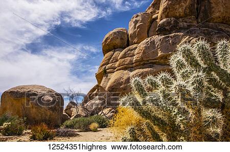 Stock Photograph - Cylindropuntia bigelovii and giant boulders in Joshua Tree National Park; California, United States of America. Fotosearch