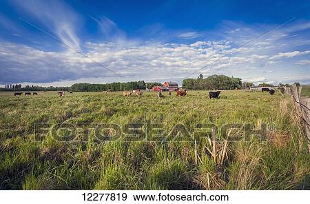 Stock Photo - Dairy cows in a field with a red barn in the background; Sherwood Park, Alberta, Canada. Fotosearch