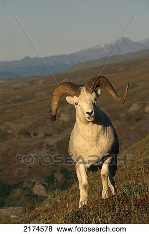 Dall Sheep Ram Denali Natl Park Ak Interior Fall Portrait View Large Photo Image Stock Photo - Dall Sheep Ram Denali Natl Park Ak Interior Fall Portrait. Fotosearch