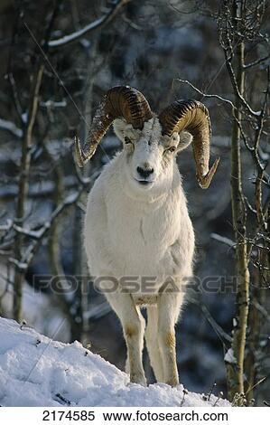 Stock Photography - Dall Sheep Ram Winter Portrait. Fotosearch