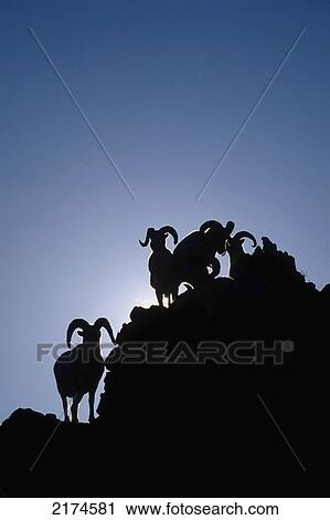 Dall Sheep Rams Rock Denali National Park Alaska Silhouette Interior Fall Portrait View Large Photo Image Stock Image - Dall Sheep Rams Rock Denali National Park Alaska Silhouette Interior Fall Portrait. Fotosearch
