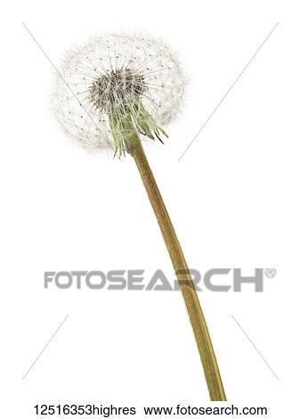 Stock Photograph - Dandelion seed head on a white background. Fotosearch