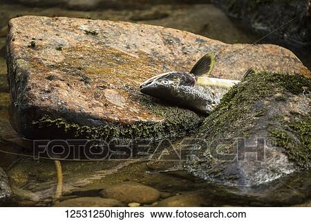 Stock Photograph - Dead salmon, the main source of food for the wildlife in the Great Bear Rainforest; Hartley Bay, British Columbia, Canada. Fotosearch