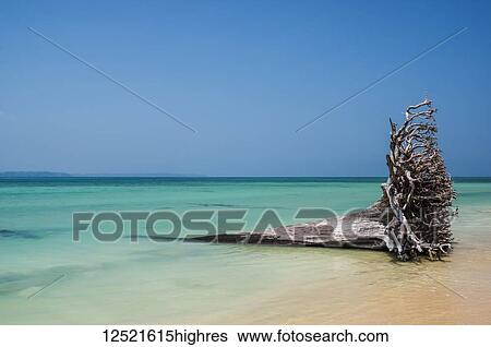 Dead tree with root stump on a tropical beach with blue sky and turquoise water; Andaman Islands, India View Large Photo Image Stock Photograph - Dead tree with root stump on a tropical beach with blue sky and turquoise water; Andaman Islands, India. Fotosearch