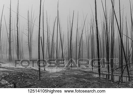 Stock Photograph - Dead trees, Cistern Spring, Norris Basin, Yellowstone National Park; Wyoming, United States of America. Fotosearch
