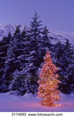 Decorated Christmas Tree In Chugach State Park Sc Ak Winter Holiday View Large Photo Image Stock Image - Decorated Christmas Tree In Chugach State Park Sc Ak Winter Holiday. Fotosearch