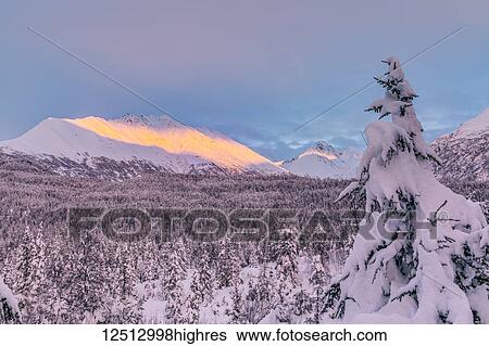 Stock Photograph - Deep snow covers a forest of spruce trees and warm sunset light illuminating a snowy mountain in the background, Kenai Peninsula, South-central Alaska; Moose Pass, Alaska, United States of America. Fotosearch