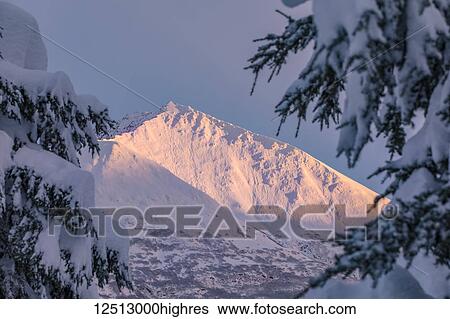 Deep snow covers a forest of spruce trees and warm sunset light illuminating a snowy mountain in the background, Kenai Peninsula, South-central Alaska; Moose Pass, Alaska, United States of America View Large Photo Image Stock Photograph - Deep snow covers a forest of spruce trees and warm sunset light illuminating a snowy mountain in the background, Kenai Peninsula, South-central Alaska; Moose Pass, Alaska, United States of America. Fotosearch