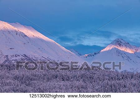 Stock Photograph - Deep snow covers a forest of spruce trees and warm sunset light illuminating the snowy mountains in the background, Kenai Peninsula, South-central Alaska; Moose Pass, Alaska, United States of America. Fotosearch