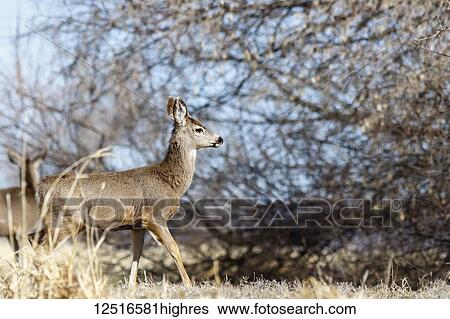Stock Photograph - Deer walking near the trees, Lower Klamath National Wildlife Refuge; Tulelake, California, United States of America. Fotosearch