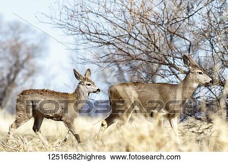 Deer walking near the trees, Lower Klamath National Wildlife Refuge; Tulelake, California, United States of America View Large Photo Image Stock Photograph - Deer walking near the trees, Lower Klamath National Wildlife Refuge; Tulelake, California, United States of America. Fotosearch