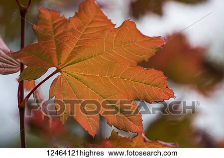 Stock Photograph - Details are revealed in a Vine Maple leaf; Astoria, Oregon, United States of America. Fotosearch