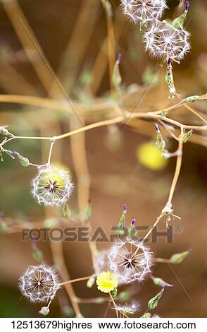 Details of white fluffy seed heads and buds on a plant; Naramata, British Columbia, Canada View Large Photo Image Stock Photograph - Details of white fluffy seed heads and buds on a plant; Naramata, British Columbia, Canada. Fotosearch