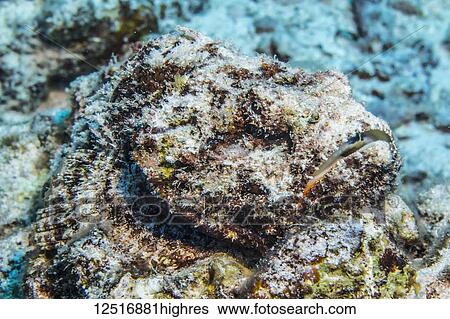 Devil Scorpionfish (Scorpaenopsis diabolus) ready to ambush its prey off the Kona coast; Island of Hawaii, Hawaii, United States of America View Large Photo Image Stock Photograph - Devil Scorpionfish (Scorpaenopsis diabolus) ready to ambush its prey off the Kona coast; Island of Hawaii, Hawaii, United States of America. Fotosearch