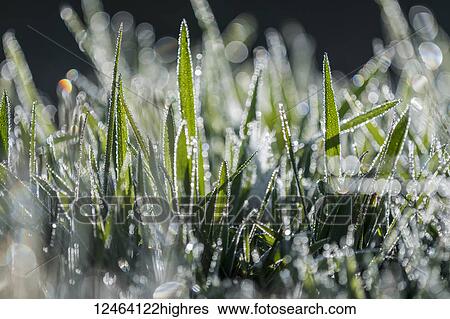 Stock Photograph - Dew reflects light in the lawn; Astoria, Oregon, United States of America. Fotosearch