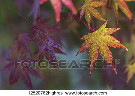 Dew sparkles on Japanese Maple (Acer palmatum) leaves; Astoria, Oregon, United States of America View Large Photo Image Stock Photograph - Dew sparkles on Japanese Maple (Acer palmatum) leaves; Astoria, Oregon, United States of America. Fotosearch