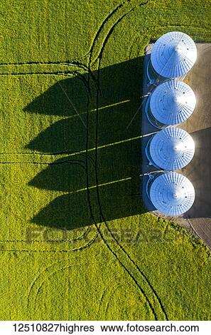 Stock Photograph - Directly above large metal grain bins in a green field of canola with long dramatic shadows across the field, East of Calgary; Alberta, Canada. Fotosearch