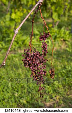 Stock Photograph - Diseased Frontenac Noir grapes hanging in a cluster still on the vine; Shefford, Quebec, Canada. Fotosearch