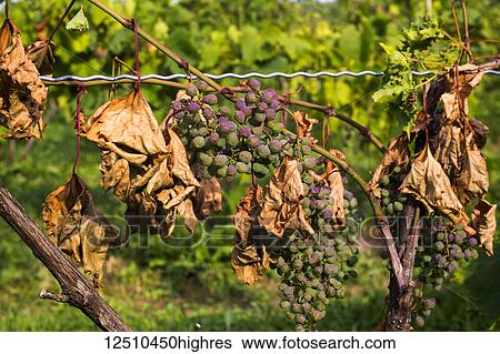Diseased Frontenac Noir grapes hanging in a cluster still on the vine; Shefford, Quebec, Canada View Large Photo Image Stock Photograph - Diseased Frontenac Noir grapes hanging in a cluster still on the vine; Shefford, Quebec, Canada. Fotosearch