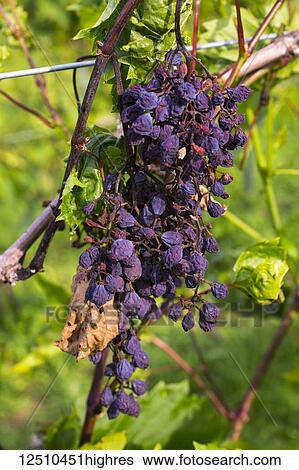 Stock Photograph - Diseased Frontenac Noir grapes hanging in a cluster still on the vine; Shefford, Quebec, Canada. Fotosearch