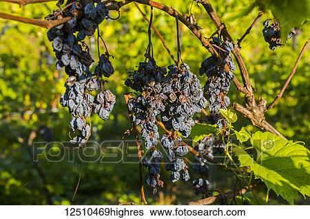 Stock Photograph - Diseased Frontenac Noir grapes on a vine; Shefford, Quebec, Canada. Fotosearch